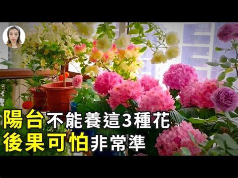 陽台可以種玫瑰花嗎|陽台可以種玫瑰花嗎？